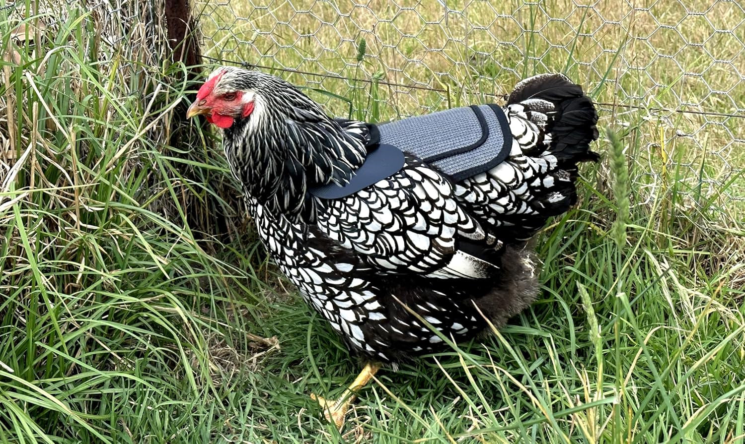 Chicken Saddle with Adjustable Straps for Medium and Large Hens, Chicken Apron, Poultry Saver, Pet Supplies, Including Shoulder Cover (Grey Mesh)