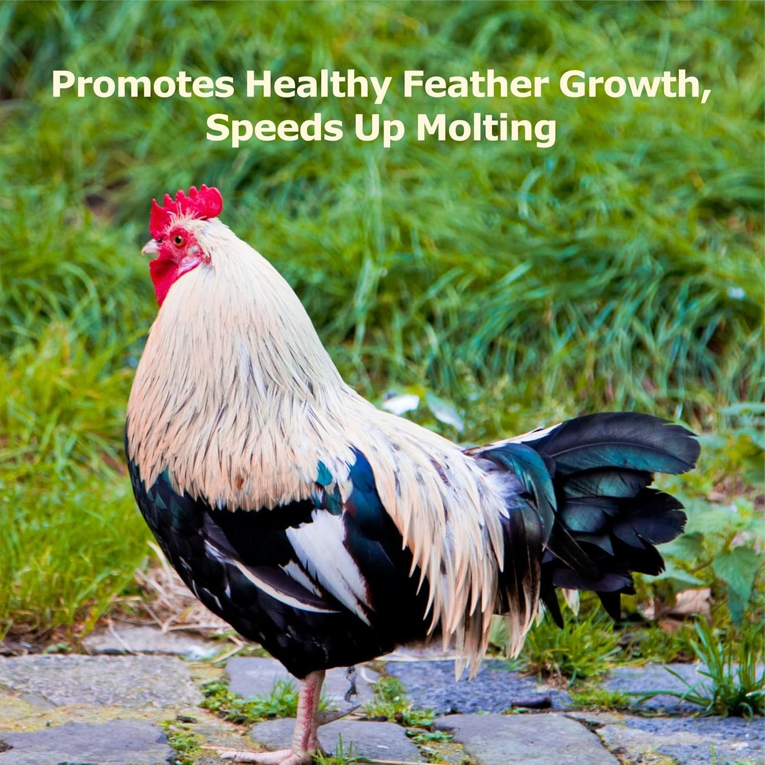 5LB Non-Gmo Dried Black Soldier Fly Larvae, More Calcium than Dried Mealworms, High Protein Chicken Feed, BSFL, Chicken Treats