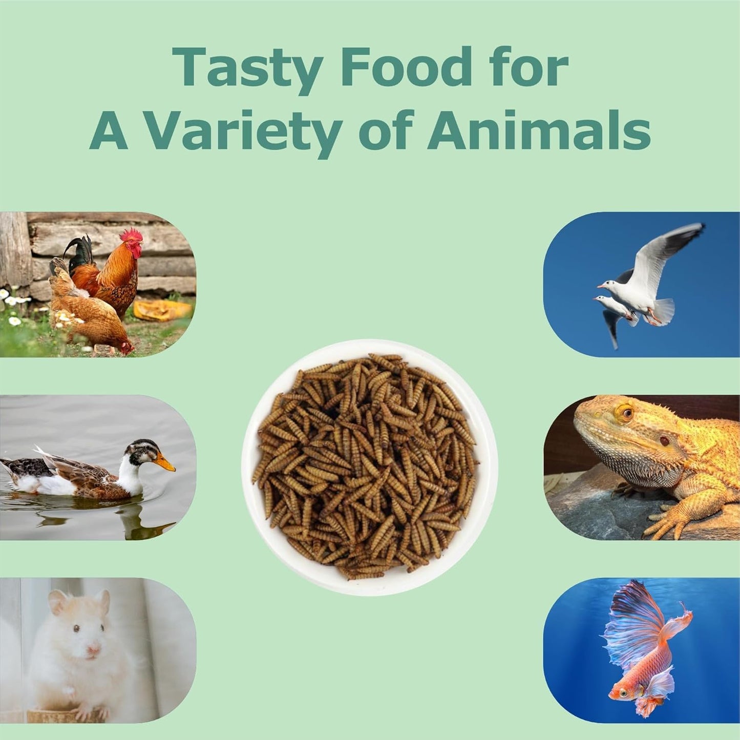 5LB Non-Gmo Dried Black Soldier Fly Larvae, More Calcium than Dried Mealworms, High Protein Chicken Feed, BSFL, Chicken Treats