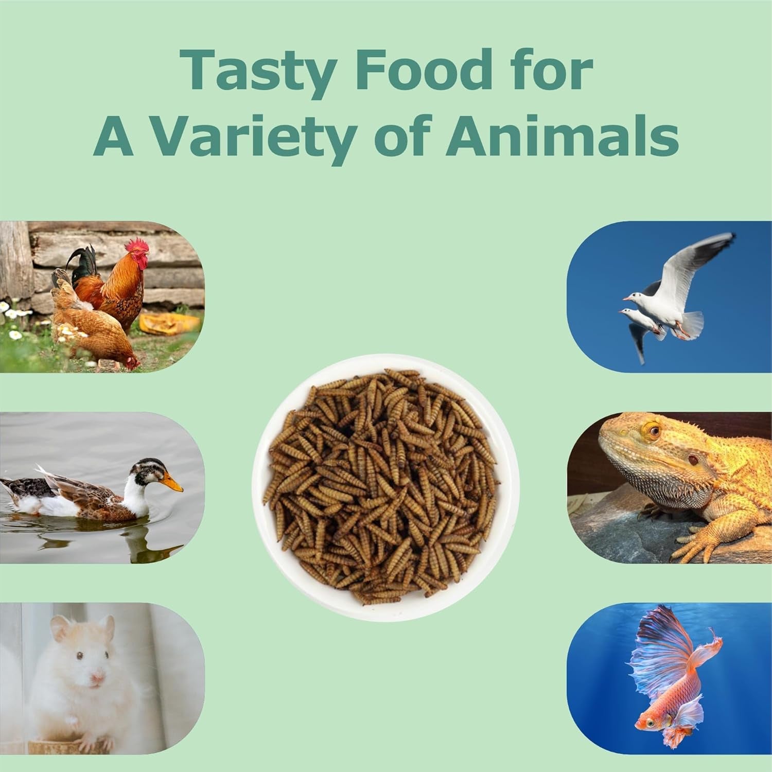 5LB Non-Gmo Dried Black Soldier Fly Larvae, More Calcium than Dried Mealworms, High Protein Chicken Feed, BSFL, Chicken Treats